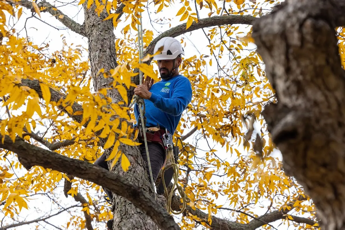 Skilled Tree Pruning crew working in Leola